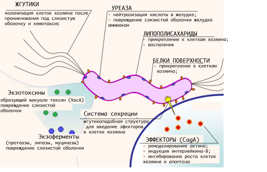 Image de Helicobacteraceae