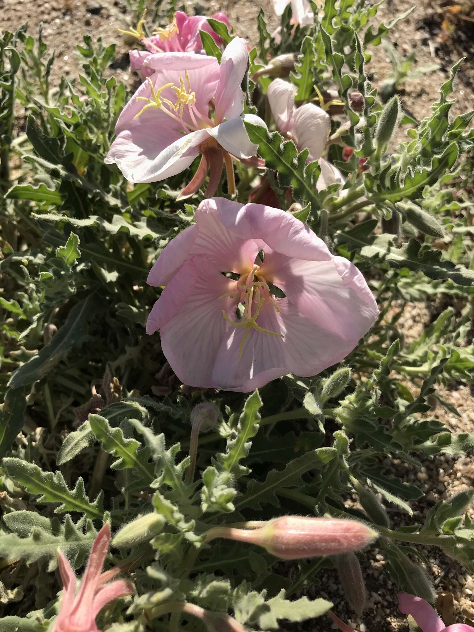 Image of California evening primrose