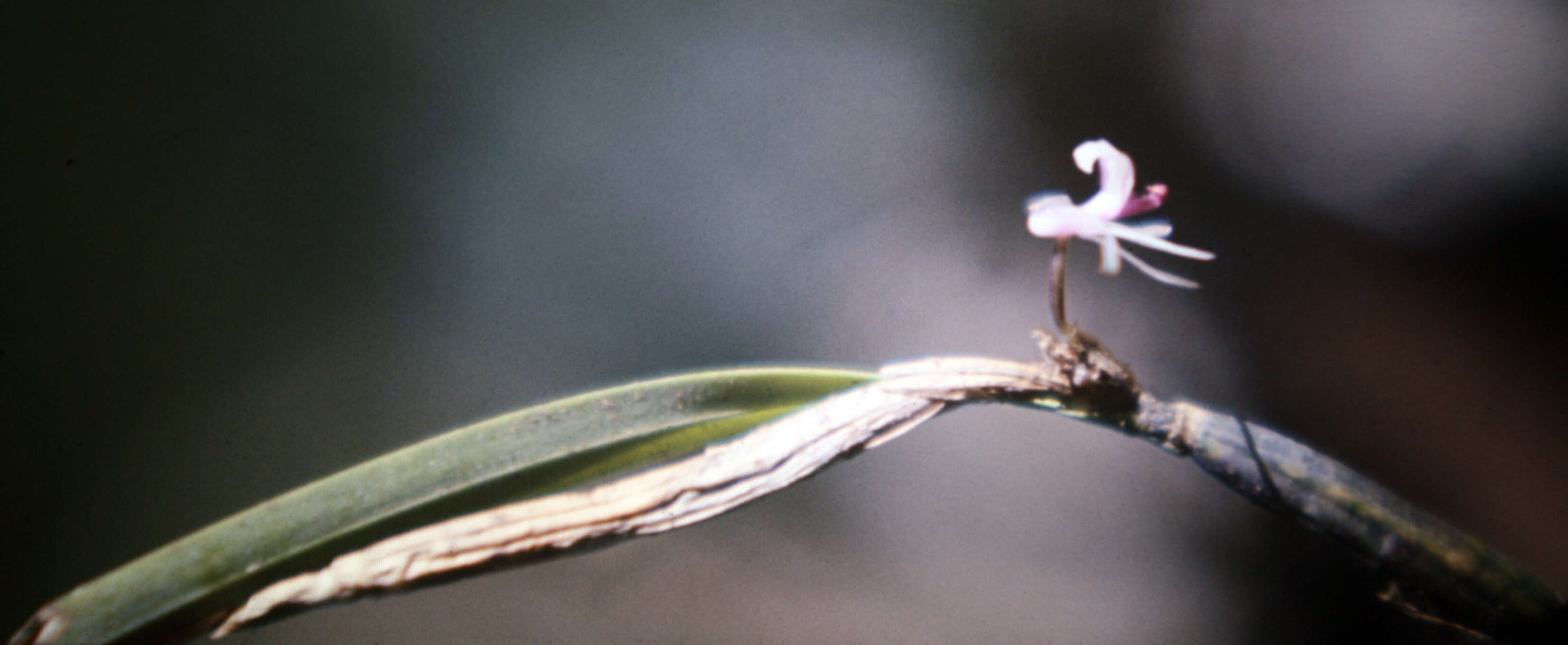 Plancia ëd Scaphyglottis stellata Lodd. ex Lindl.