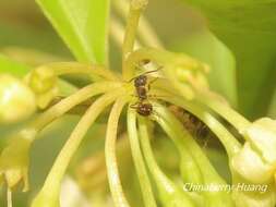 Image of Pristomyrmex punctatus (Smith 1860)