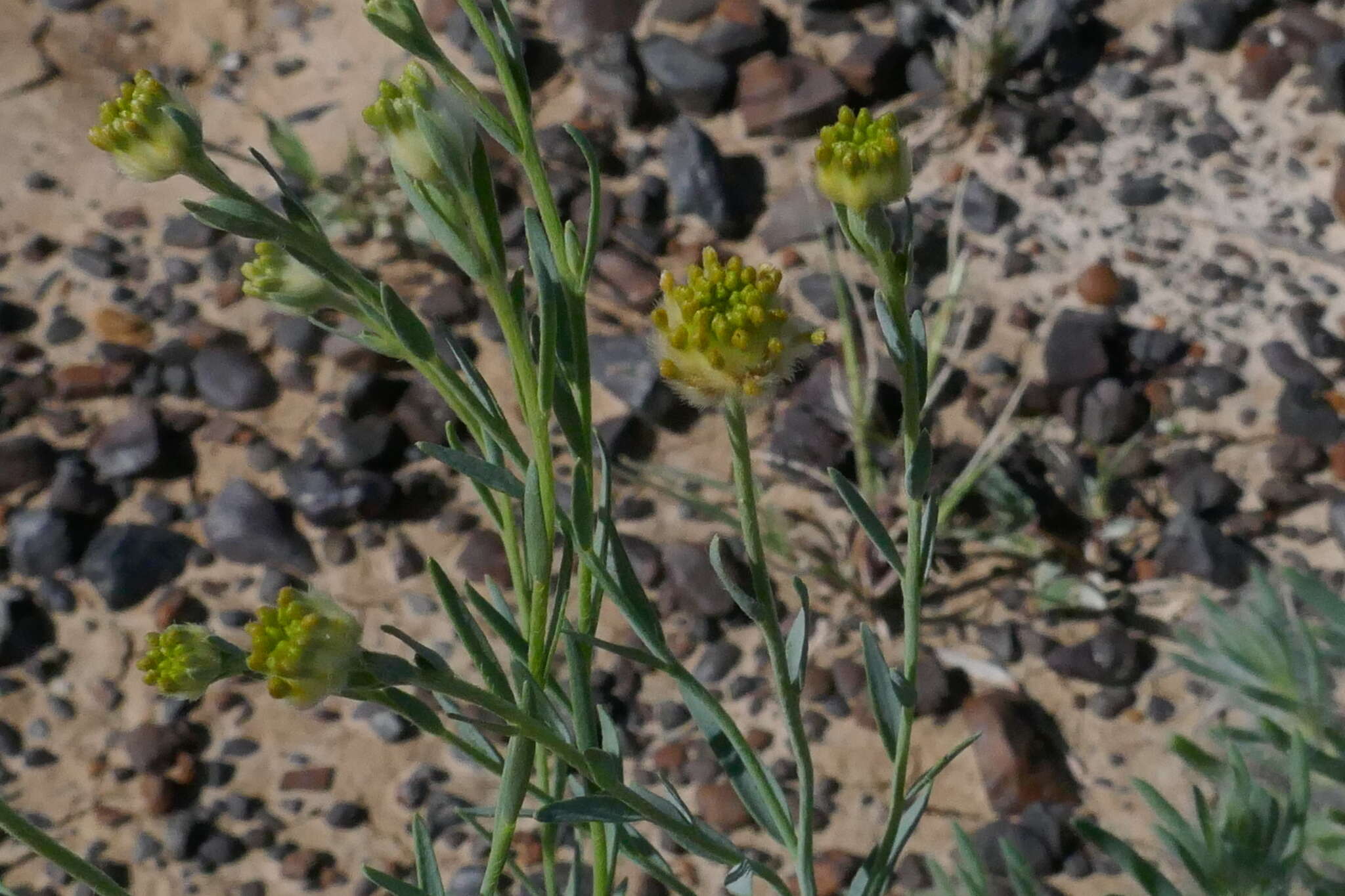 Image of Pimelea simplex subsp. continua (J. Black) Threlfall