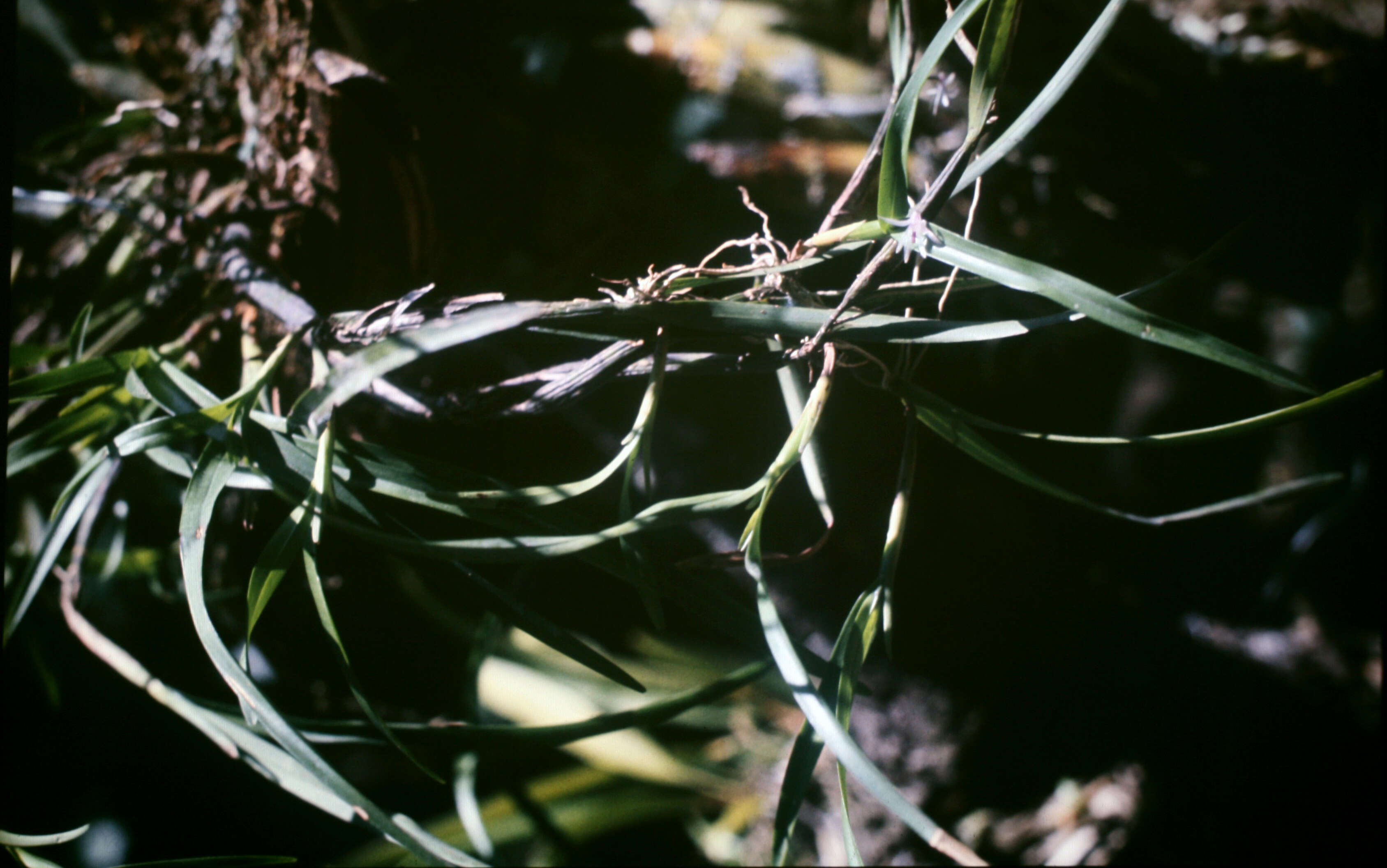 Plancia ëd Scaphyglottis stellata Lodd. ex Lindl.