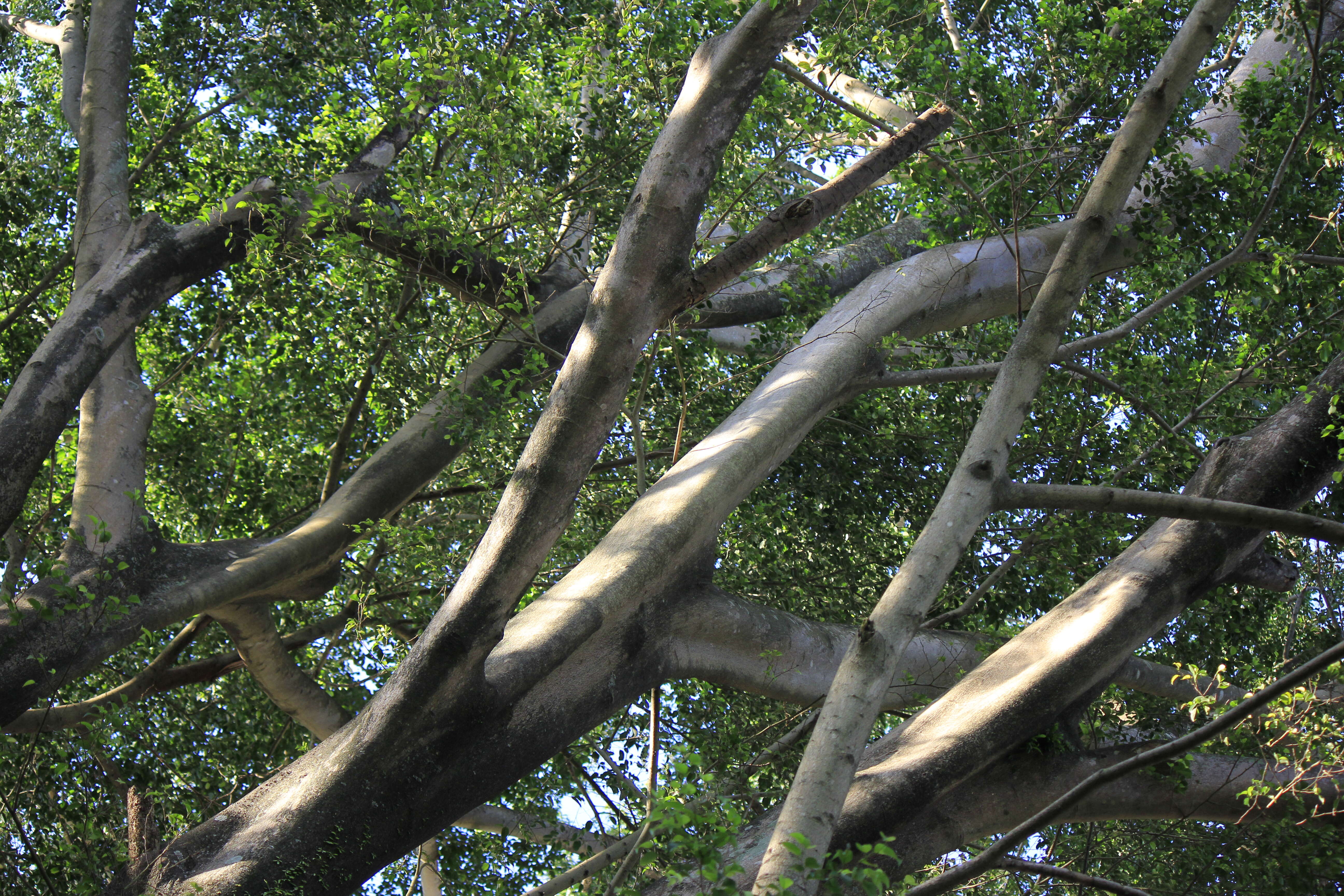 Imagem de Ficus benjamina L.