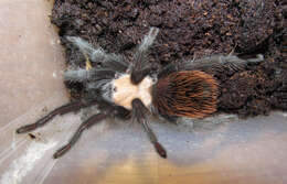 Image of Mexican Black and Gold Red Rump Tarantula