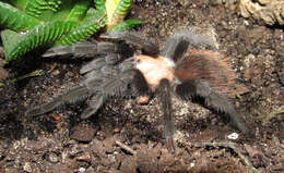 Image of Mexican Black and Gold Red Rump Tarantula