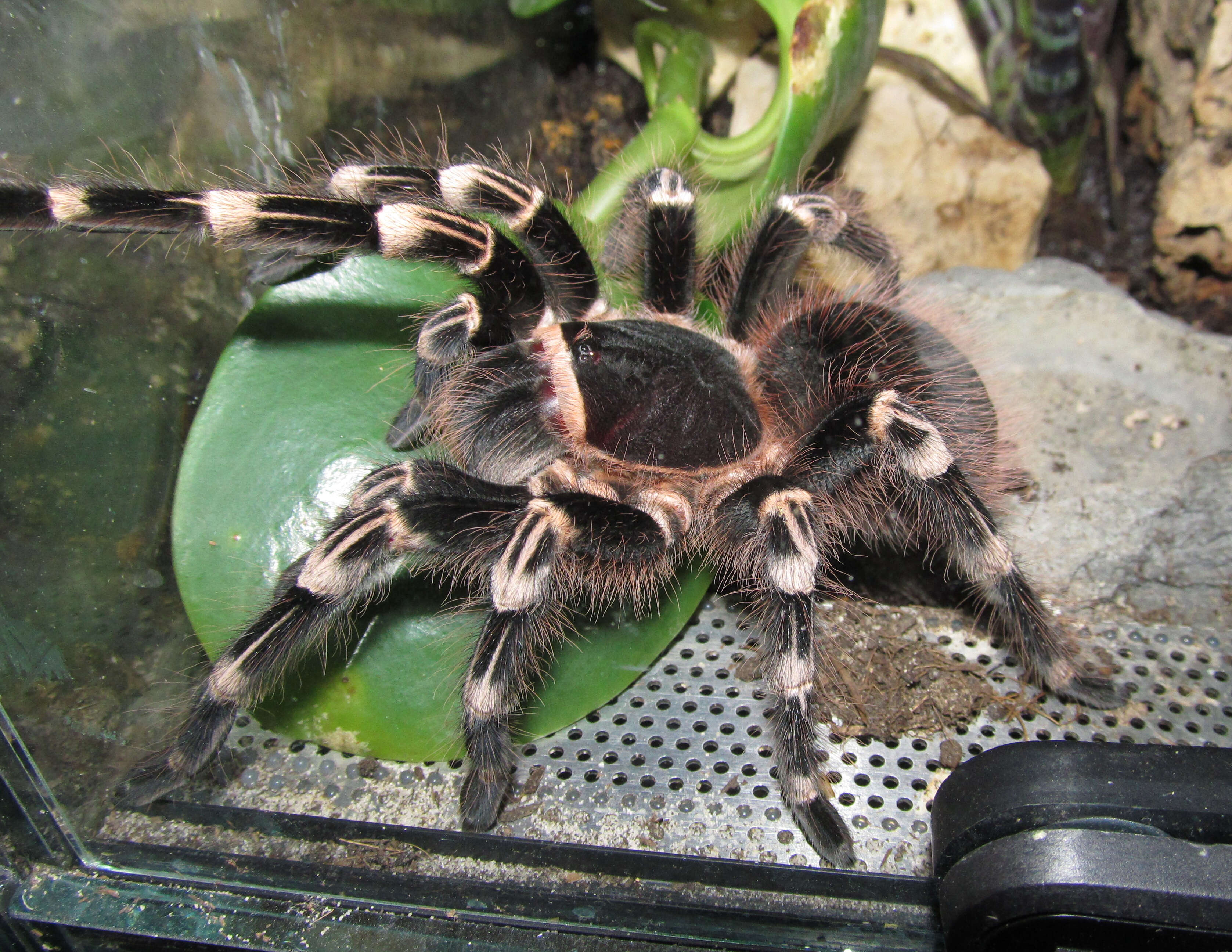 Image of Brazilian Whiteknee Tarantula