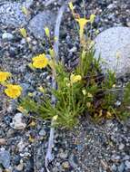 Image of primrose monkeyflower