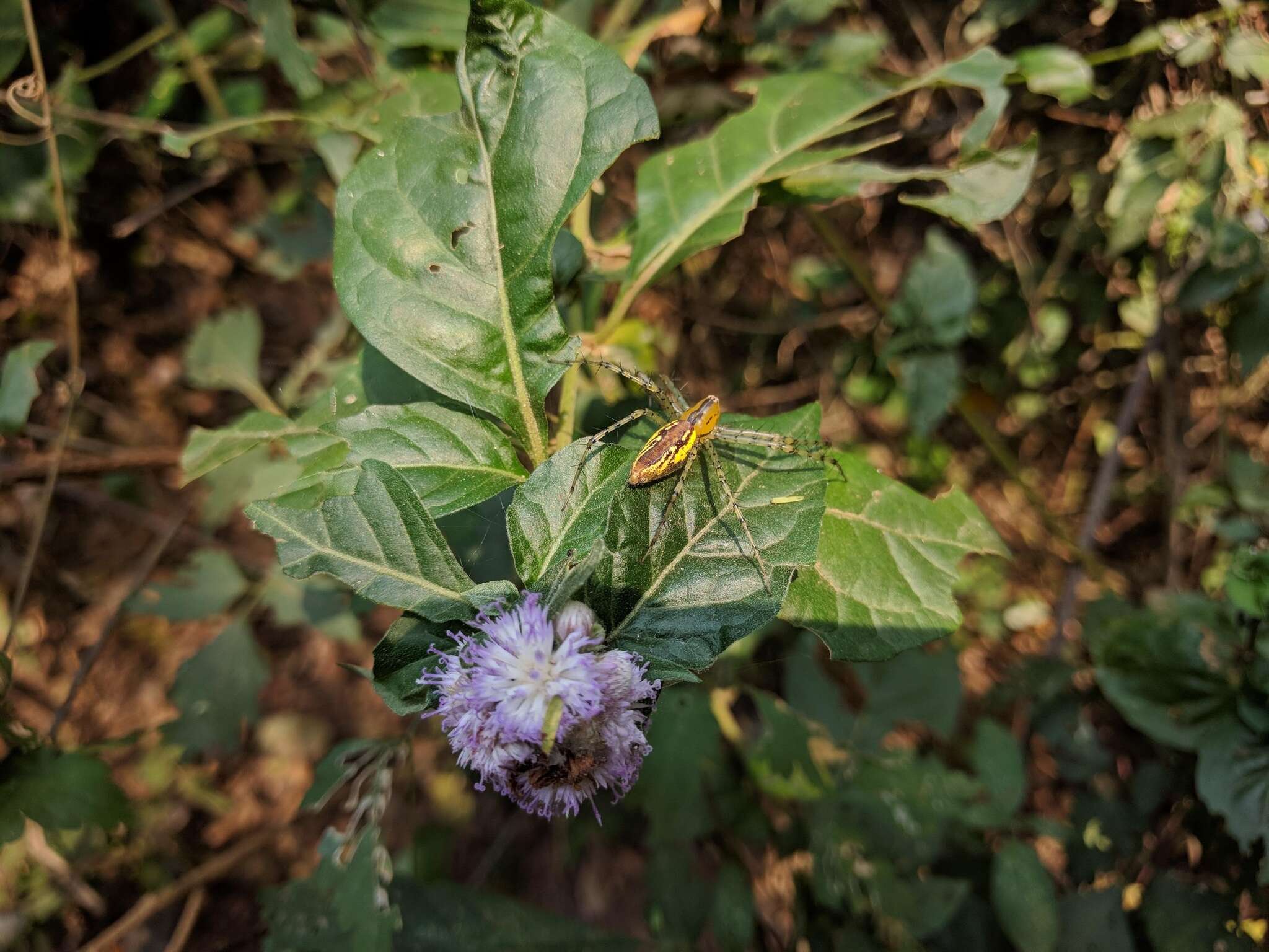 Image of Peucetia rubrolineata Keyserling 1877