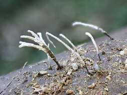 Image of Xylaria bambusicola Y. M. Ju & J. D. Rogers 1999