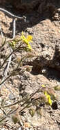 Image of thyme-leaved fumana