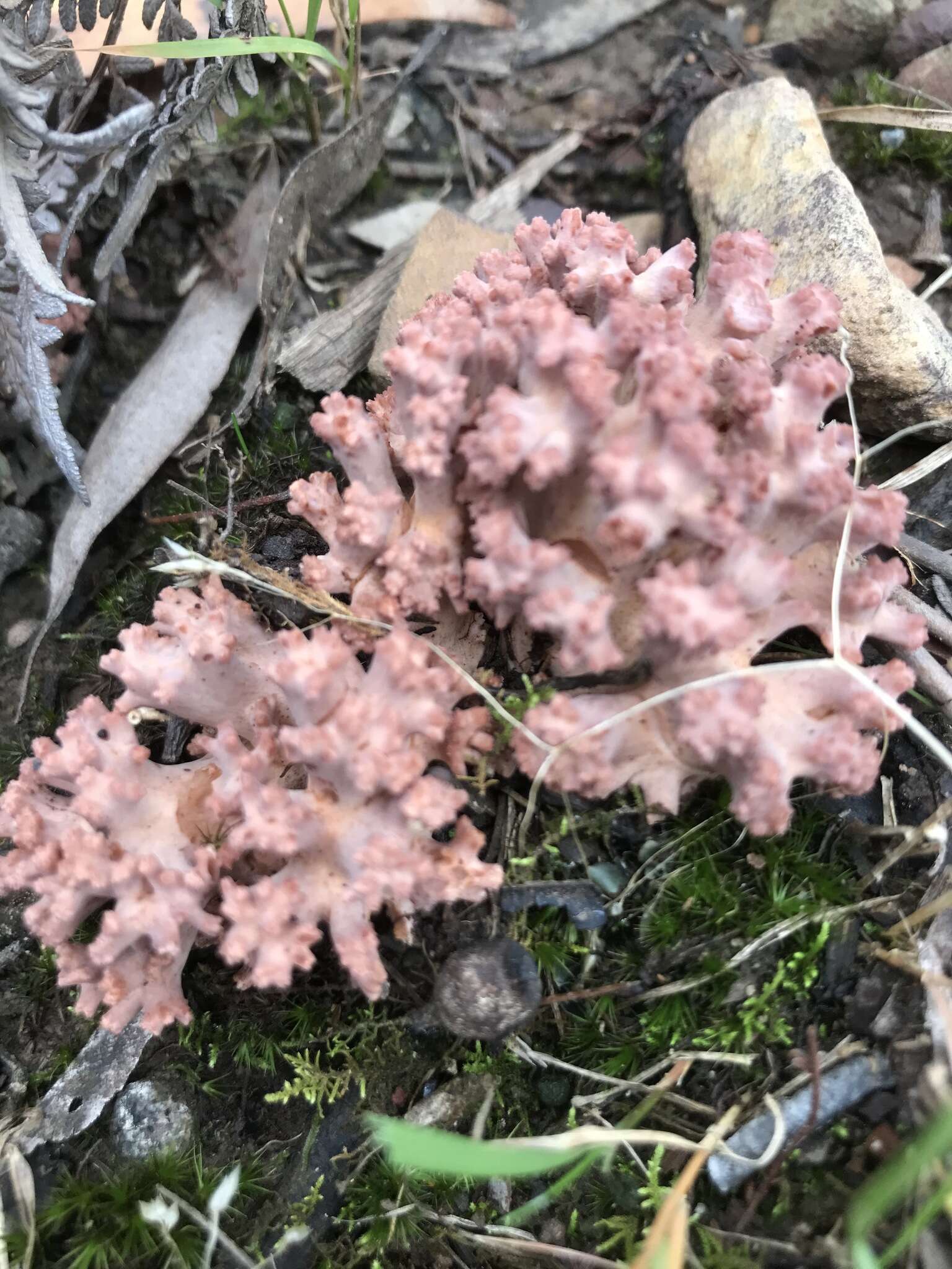 Image of Ramaria botrytoides (Peck) Corner 1950