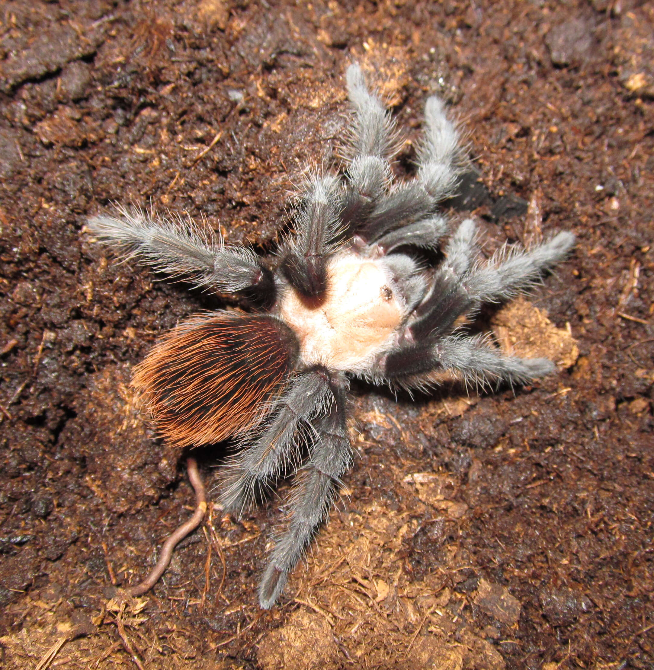 Image of Mexican Black and Gold Red Rump Tarantula