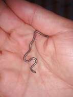 Image of Rio Grande do Sul Blind Snake