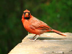 Image of Cardinalis Bonaparte 1838