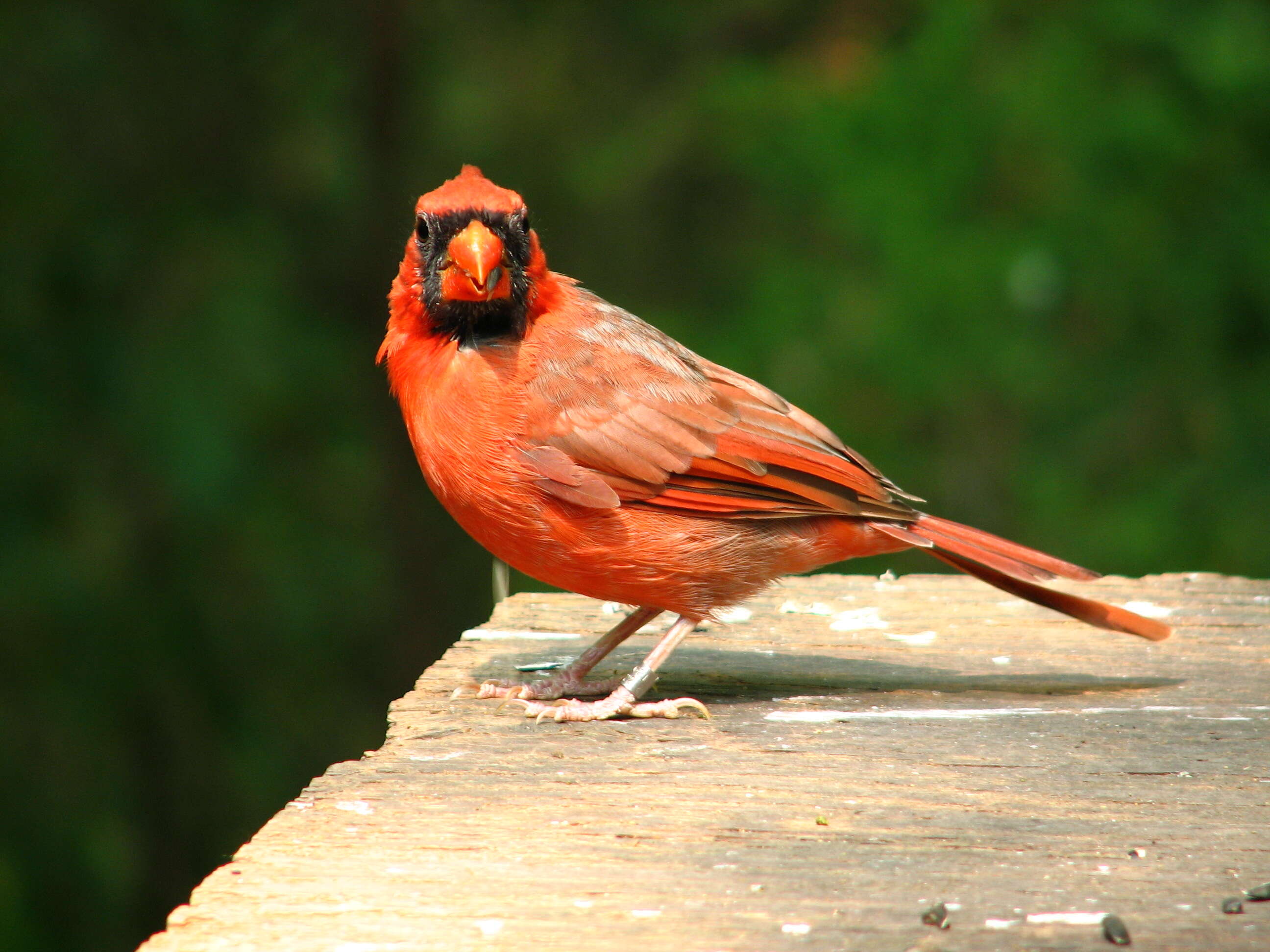 Image of Cardinalis Bonaparte 1838