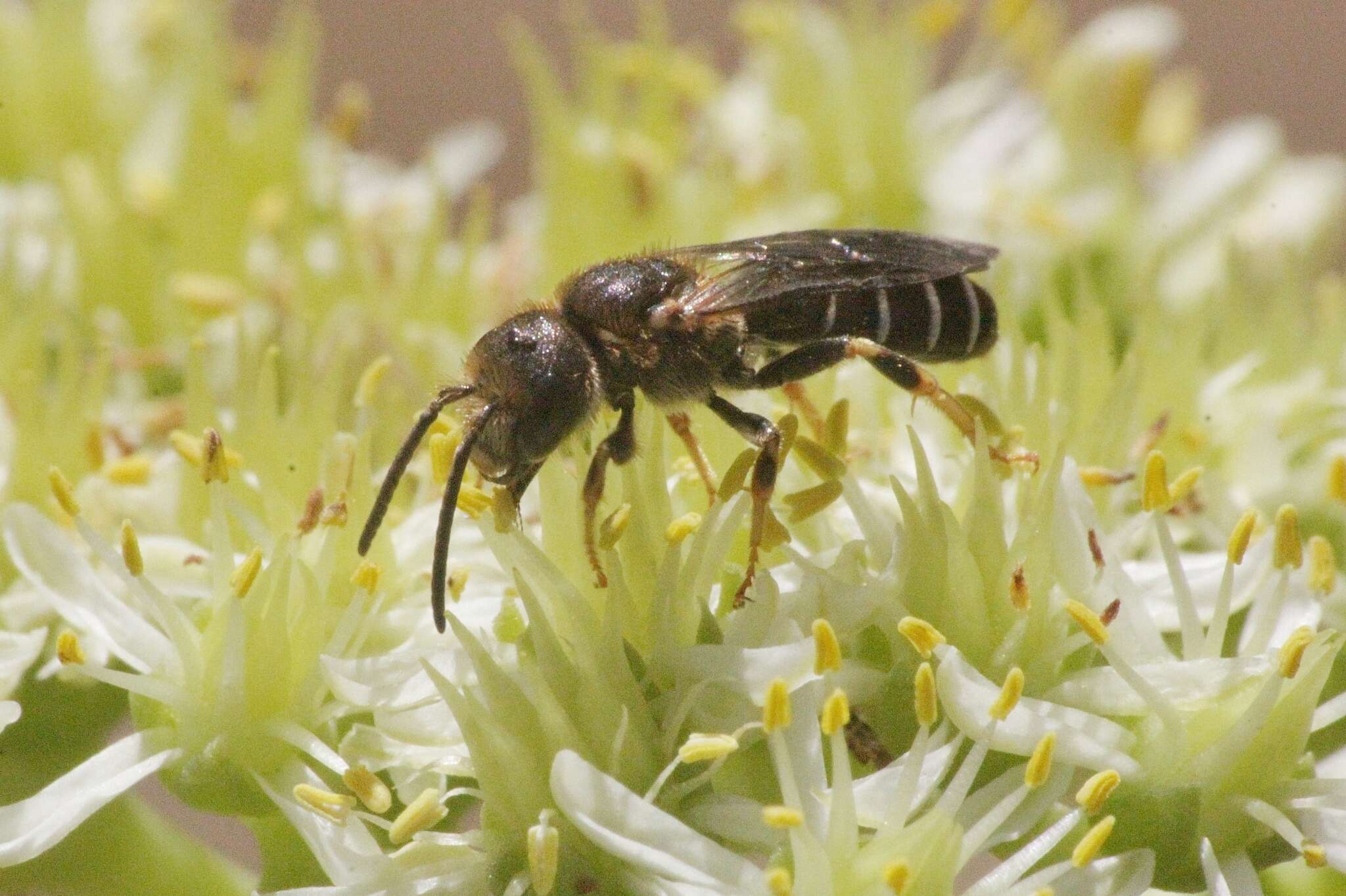 Halictus maculatus Smith 1848的圖片