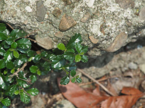 Image of Scorpion-Bush