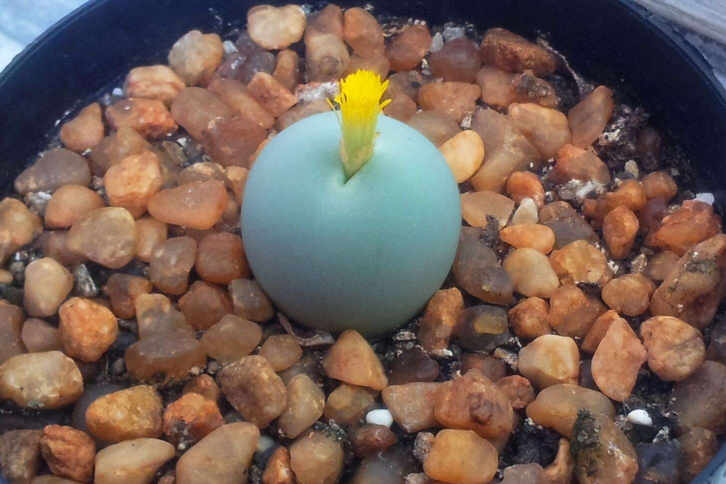 Image of Conophytum calculus (Berger) N. E. Br.