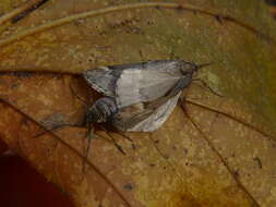 Image of Fall Cankerworm