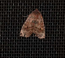 Image of Three-Spotted Sallow