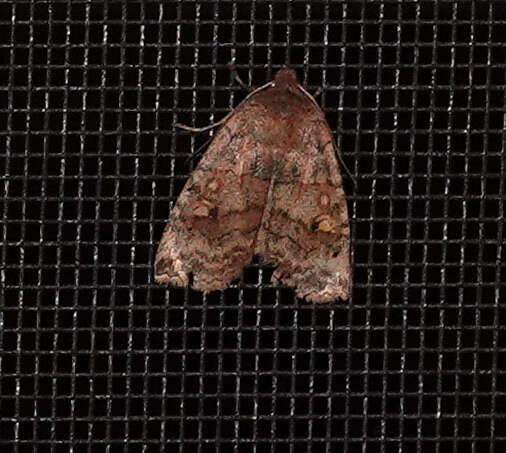 Image of Three-Spotted Sallow