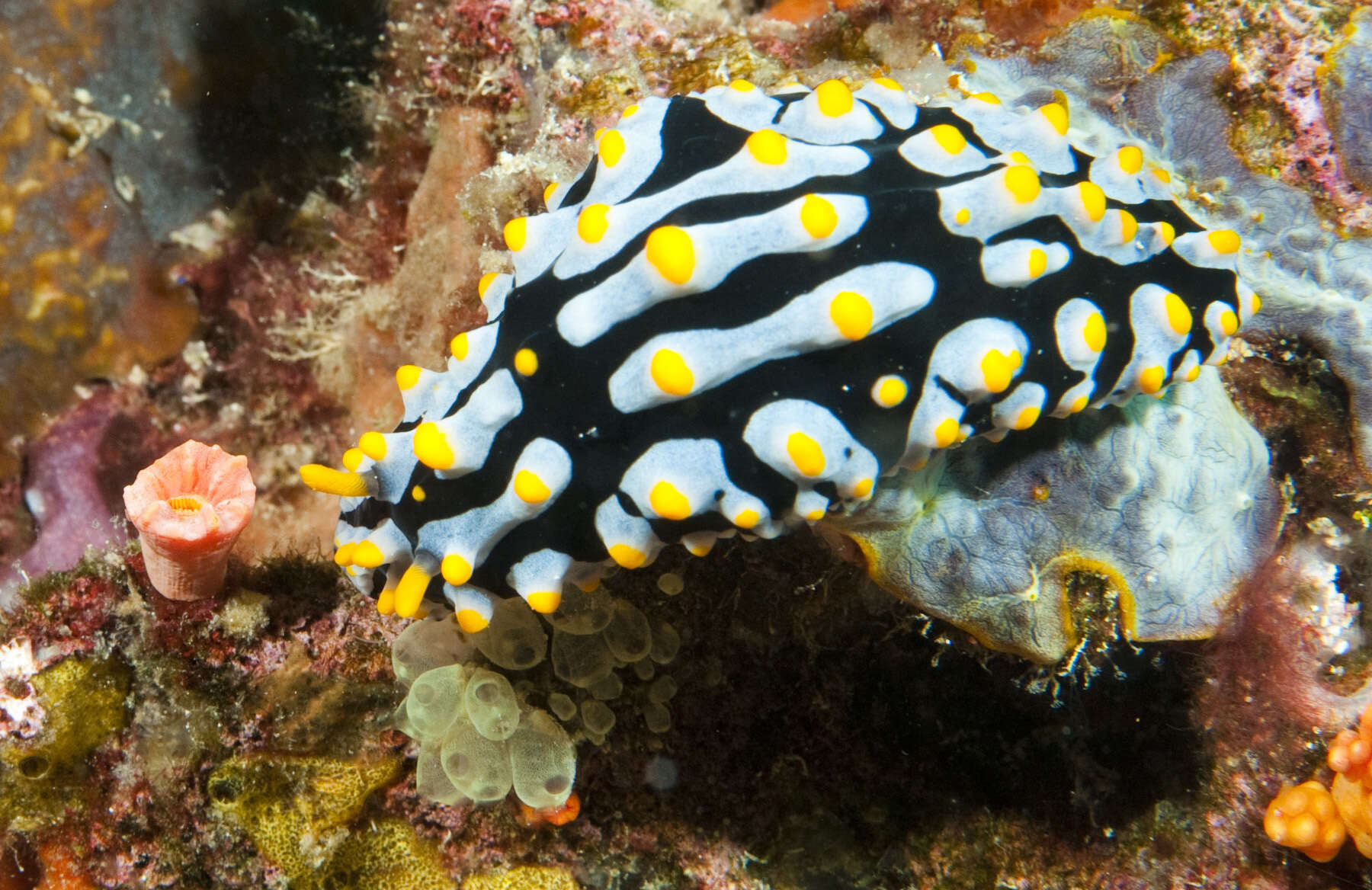 Image of Lumpy black bluegrey orange slug