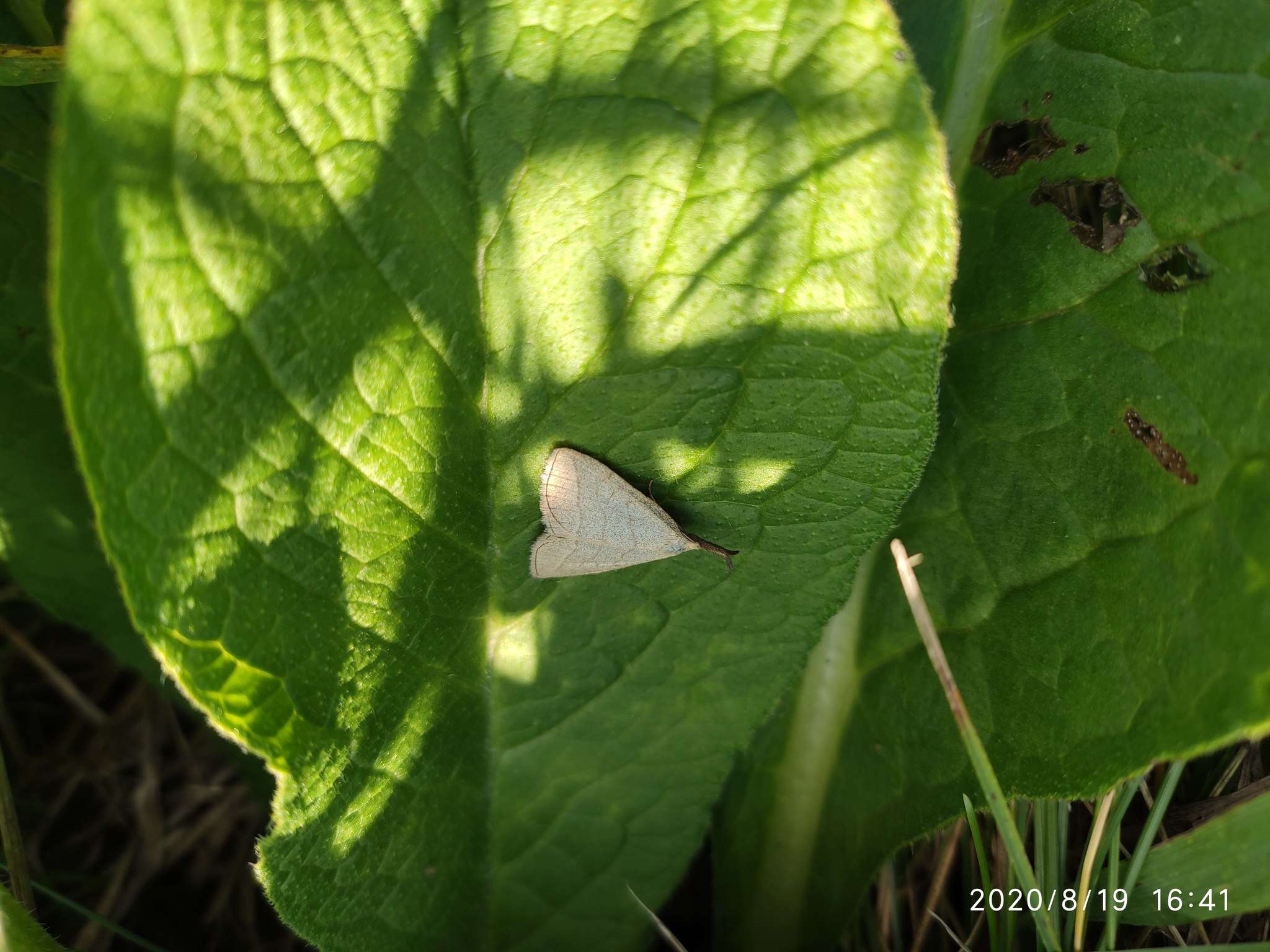 Imagem de Polypogon tentacularia Linnaeus 1758