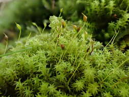 Image of dichodontium moss