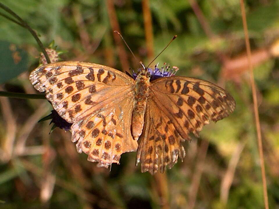 Image of silver-washed fritillary