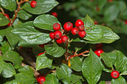 Imagem de Cotoneaster acuminatus Lindl.