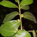 Image of Ficus popenoei Standl.