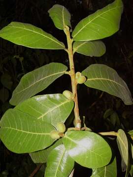 Image of Ficus popenoei Standl.