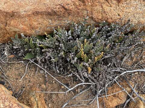 Cheilanthes canescens (Kunze) Mett.的圖片