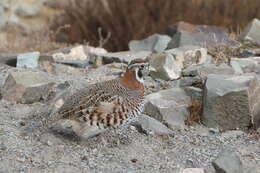 صورة Perdix hodgsoniae (Hodgson 1856)