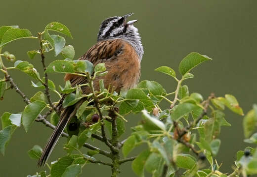 Image of European Rock Bunting