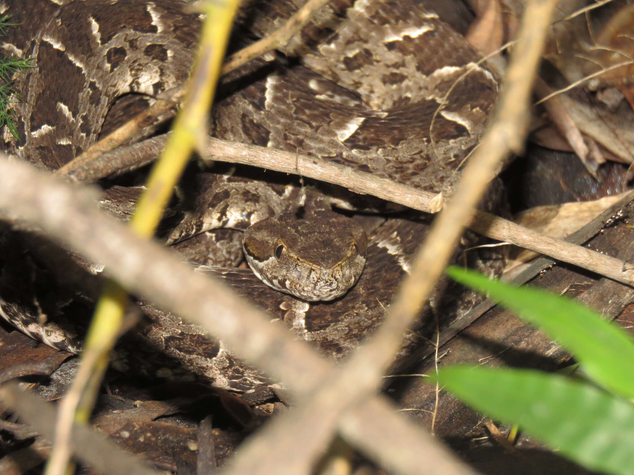 Bothrops pubescens (Cope 1870) resmi