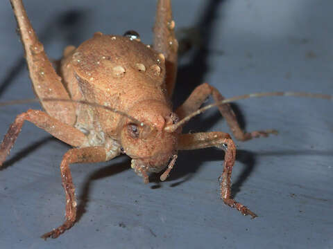 Image of Aglaothorax longipennis (Rentz, D. C. F. & Weissman 1981)