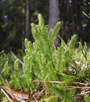 Image of Stag's-horn Clubmoss