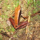 Image of Mantidactylus melanopleura (Mocquard 1901)