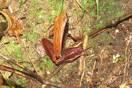 صورة Mantidactylus melanopleura (Mocquard 1901)