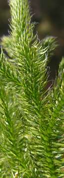 Image of Stag's-horn Clubmoss