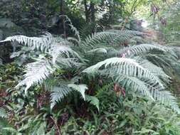 Image of Polystichum montevidense (Spreng.) Rosenst.