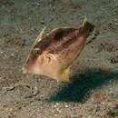 Image of Shortsnout filefish