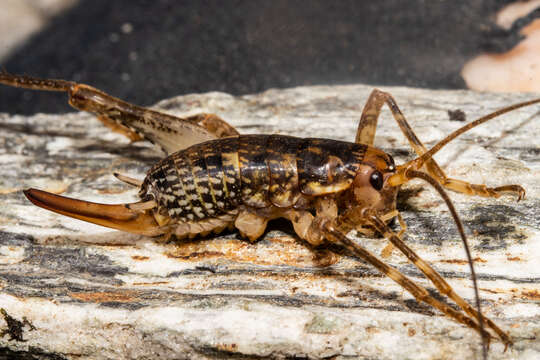 Image of Notoplectron Richards 1964