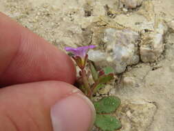 Phacelia pulchella A. Gray resmi