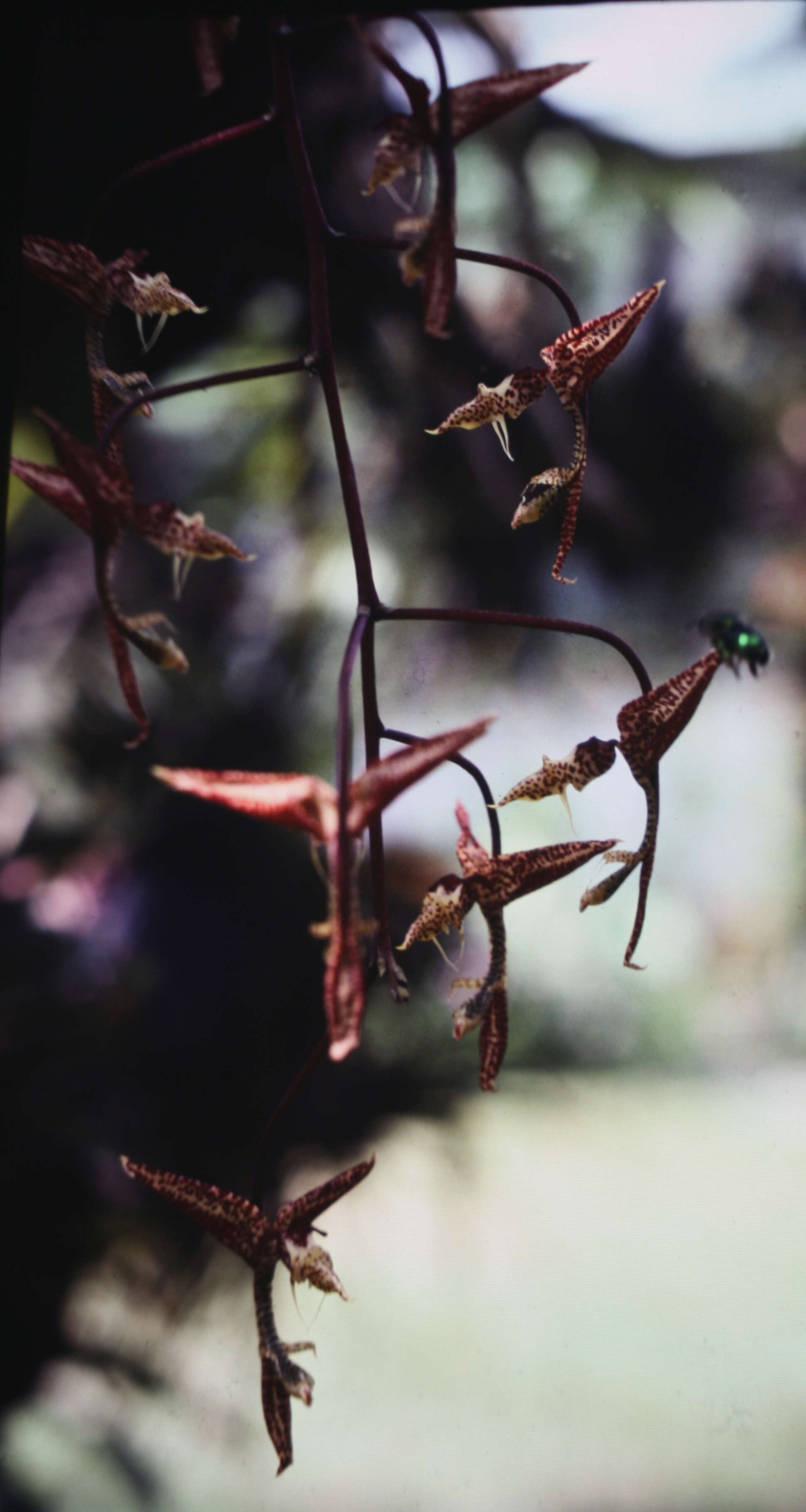 Image of orchid bee