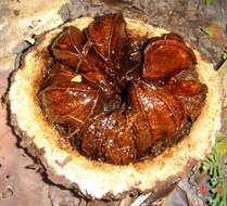 Image of brazilnut