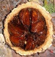 Image of brazilnut