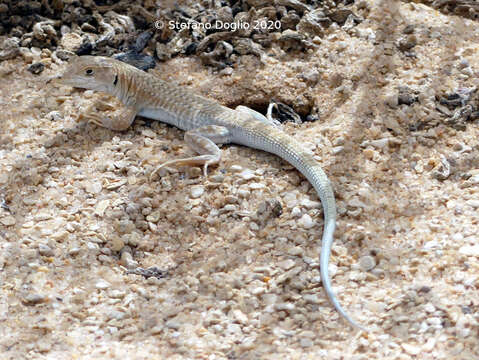 Plancia ëd Acanthodactylus aureus Günther 1903