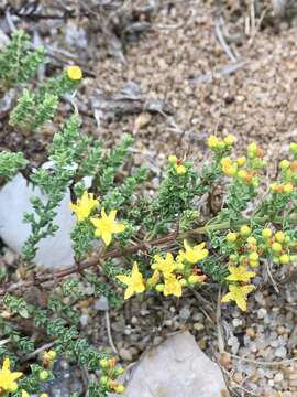 Image de Hypericum myrianthum Cham. & Schltdl.